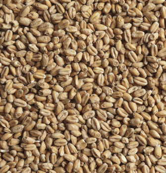 Солод пивоваренный пшеничный 25 кг